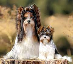 Honor a loved one by planting trees in their memory. Rocky Mountain Biewer Terriers Dolores Colorado
