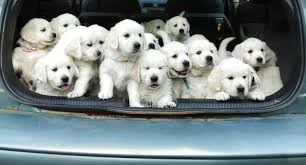 But you must make each new exposure and event as fear free and positive as possible to have the desired result. Strike Golden English European British Style Golden Retrievers