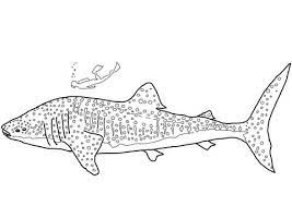 coloriage requin baleine coloriages a imprimer gratuits de renard