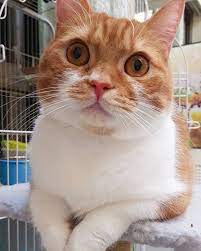cat 可愛 短腿貓 曼赤肯 小橘貓 肥貓 包子 漫畫貓 lovely 小叮噹 ちゃんぽん 肉まんの顔 肥えた猫 短足猫 世を厭う猫 漫画猫