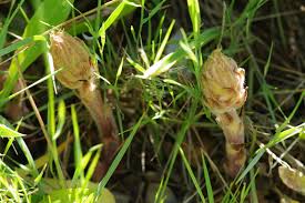 Image result for Orobanche