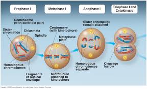 Photos of the 5 comparing mitosis and meiosis worksheet. Summit Learning