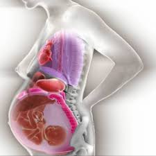 Related posts of women's internal organs of the body. Global News Animation Shows What Happens To Pregnant Woman S Internal Organs Facebook