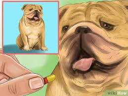 It often happens in the. How To Spot Signs Of Pancreatitis In Dogs 9 Steps With Pictures