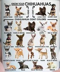 Black And White Terrier Mix Short Hair Tips For Caring Your Chihuahua Puppies Baby Chihuahua Chihuahua Chihuahua Mom