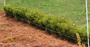 Pin On Gardening
