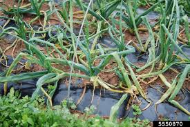 Image result for phytomyza gymnostoma