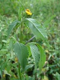 Image result for Bidens sp.no.1