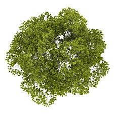 Top View Of American Beech Tree Isolated On White Background Tree Plan Photoshop Trees Top View Tree Photoshop