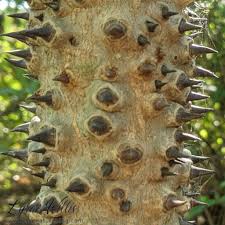 Image result for Hura