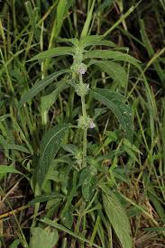 Image result for Meiosperma