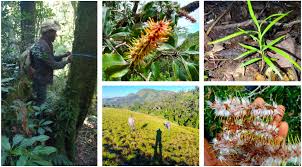 Image result for Faurea