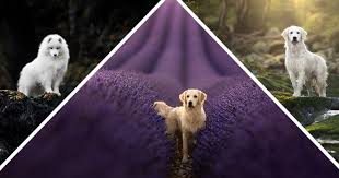 Best dog photographer near me. Dog Portrait Photographer Captures Magical Photos Of Man S Best Friend Petapixel