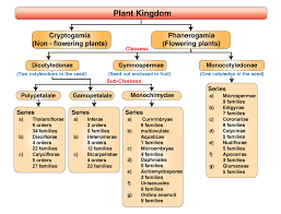 We did not find results for: Plant Taxonomy Taxonomy And Systematics List Of Systems Importance