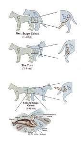 Chhattisgarh Dog Lovers Why Dogs Get Stuck During Mating As A Vet We Are All Familiar With This Scene Many Of Us Don T Have Much Fun With Animal Sex When Someone