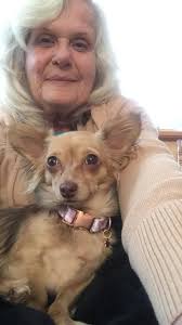 Our Chiweenie rescue she's one year old.