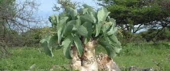 Image result for Cyphostemma glandulosissimum