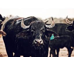 Image result for Bianco Conchiglia 2008 147