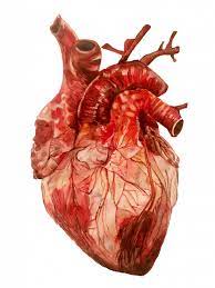 Anatomical Heart Study Adora Horton Human Human Heart Anatomical Heart Art Anatomical Heart Heart Artwork