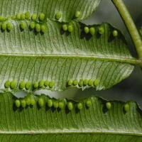 Image result for Marattiaceae