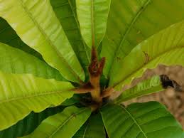 Image result for Pouteria pseudoracemosa