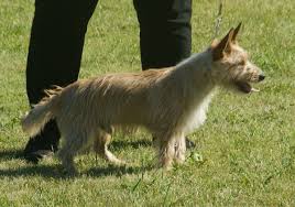 Maybe you would like to learn more about one of these? File Portuguese Podengo Pequeno Wire Haired Fawn 2 Jpg Wikimedia Commons
