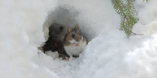 The light spot on their left side is a tummy full of milk. What Happens To Field Mice In The Winter Plunkett S Pest Control