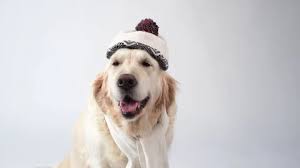 Our next litter of golden retrievers will be available for adoption starting june 2nd! Golden Retriever Stock Footage Royalty Free Stock Videos Pond5