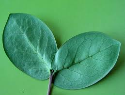 Image result for Pyrostria