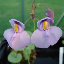 Image result for Utricularia tortilis