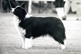 Black And White Collie Border Collie Show Dog Stand Stack Free Stand Puppy Female Australia Bordercollie Border Collie Collie Cute Dogs And Puppies