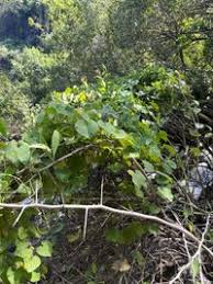 Image result for Cissampelos