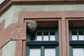 Wespen was tun bei wespennestern wespen erfolgreich abwehren. Altes Wespennest Im Winter Entfernen So Werden Sie Das Nest Los Hausgarten Net
