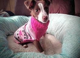 If you are searching for the perfect dachshund puppy to bring into your home, you have come to the right. Meda Italian Greyhound Puppy Female For Sale In Boone North Carolina Classified Americanlisted Com