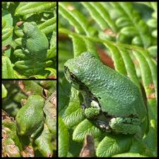 Image result for Nesaea sarcophylla