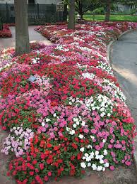 Living The Gardening Life Impatiens Downy Mildew Royal Horticultural Society Impatiens Flowers Plants Shade Plants