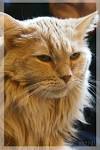 10 Large Cat Breeds: All The Basics About Big ... - Care
