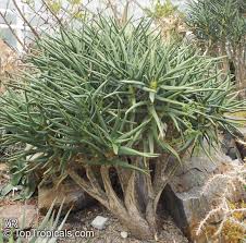 Image result for Aloidendron