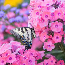 Coral creme drop phlox from first editions will bring months of tantalizing coral color and delicious fragrance to the summer garden. Phlox Paniculata Candy Store Coral Creme Drop White Flower Farm