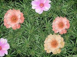 How To Take Care Of Moss Roses Flower Care Landscaping With Roses Container Gardening Flowers