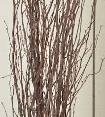 Birch Branches For Sale Decorative Birch Branches For Sale In 2020 Birch Branches Natural Branches Nature Decor