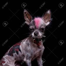 The pitbull chihuahua mix is a medium cross breed the result of breeding a chihuahua with an american pit bull terrier. Punk Style Peruvian Hairless And Chihuahua Mix Dog With Tattoo Stock Photo Picture And Royalty Free Image Image 119191333