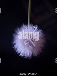 Image result for Emilia discifolia