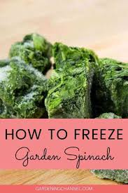 Cooking with frozen spinach is easy as the preparation work is already done. Can I Put Spinach In The Freezer Gardening Channel