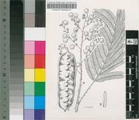 Image result for Acacia pentagona