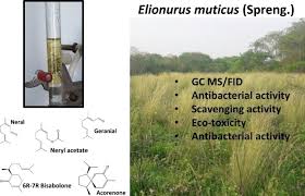 Image result for Elionurus
