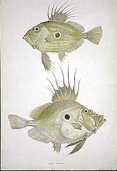 Look through examples of ikan kering translation in sentences, listen to pronunciation and learn grammar. John Dory Wikipedia