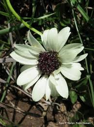 Image result for Callilepis laureola