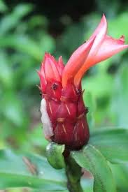 Image result for Costus