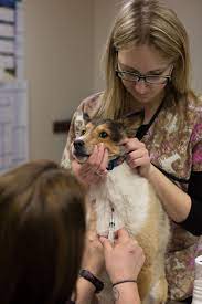 Maybe you would like to learn more about one of these? Pin Di White Oak Veterinary Clinic
